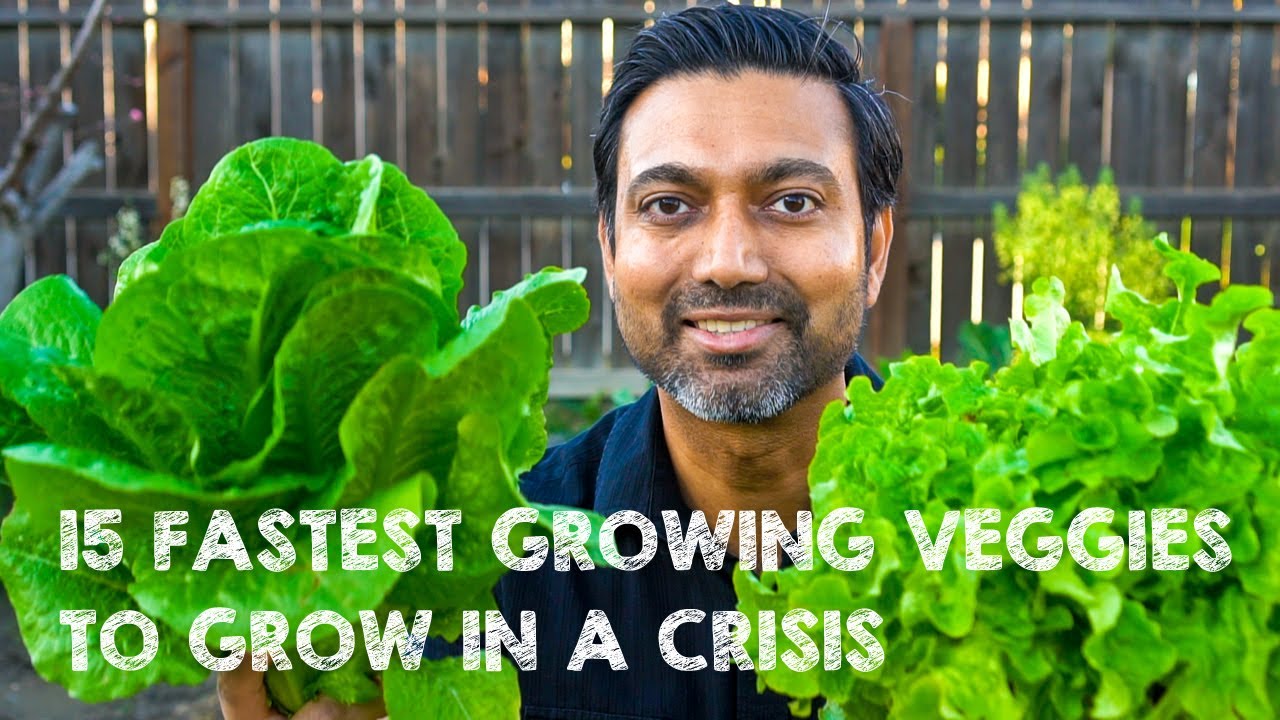 15 Fastest Growing Survival Vegetables To Grow In A Crisis Youtube