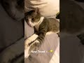 New Trend 😂 (J.E. The Cat)