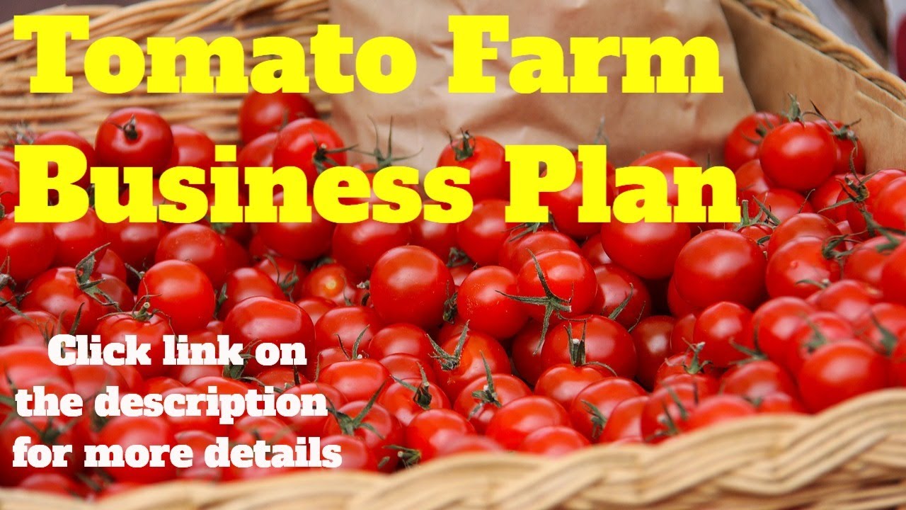 business plan production de tomate