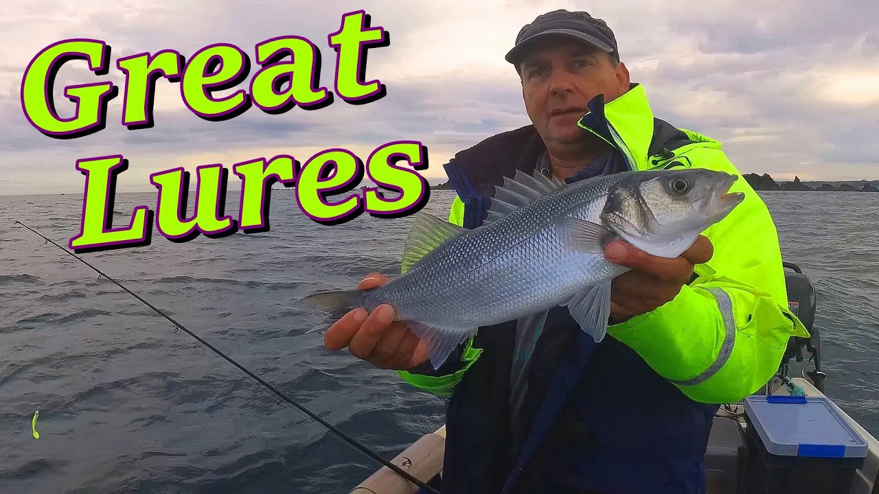 Sea Bass On Some Of The Best Lures I Have Used Lazy Lures 