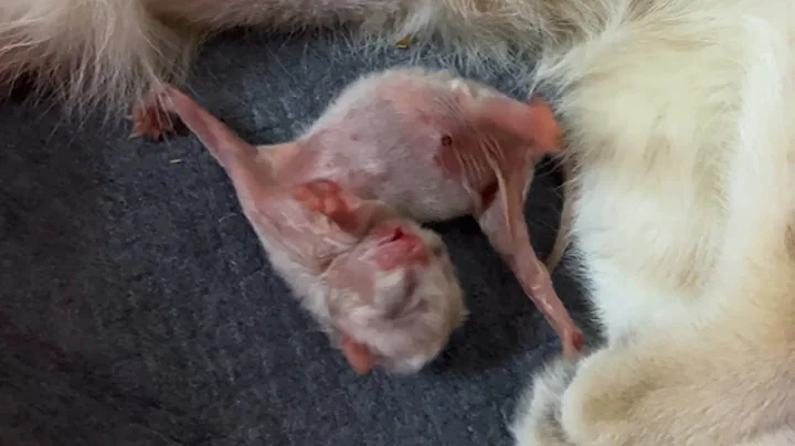 Video 11797471: cat newborn kittens, cat mom kitten, cat washing kitten, kitten show