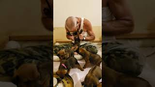 2and MEAL OF WEANING RHODESIAN RIDGEBACK PUPPIES