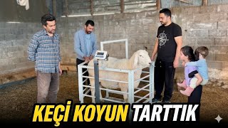 Kantar Kuruldu Keçi Ve Koyunlar Kaç Kilo Çekti?