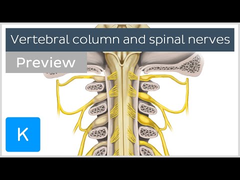Vertebral column and spinal nerves (preview) - Human Anatomy | Kenhub