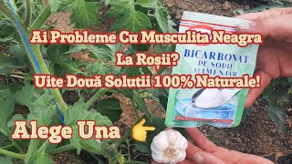 Get Rid Of Black Fly On Tomatoes Two Natural Solutions Insecticide And Fungicide