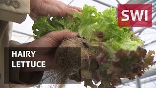 New in the supermarket: lettuce with roots