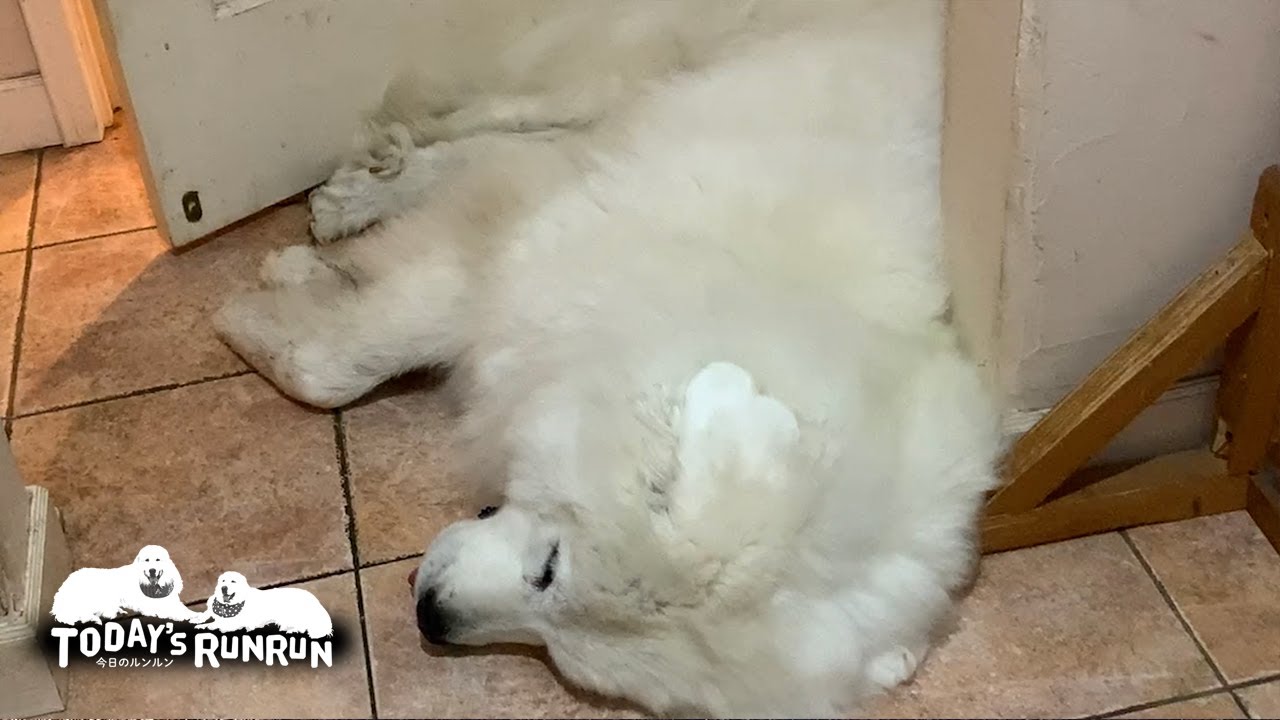 治りにくい犬の病気 治療費はどのくらいかかる いぬのきもちnews Line News 治りにくい犬の病気 治療費はどのくらいかかる いぬのきもちnews Line News
