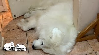 お父さんの部屋の中と外で扉を封鎖するルンルンとアランです　Great Pyrenees　グレートピレニーズ