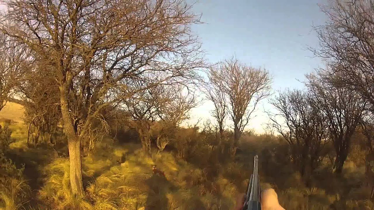 Cacería de Perdices de Monte La Pampa Argentina YouTube