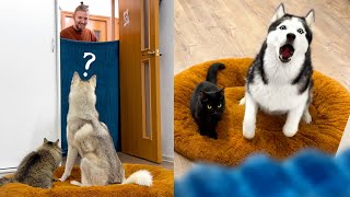 Husky Threw a Tantrum! Dogs And Cats VS Famous Blanket Trick