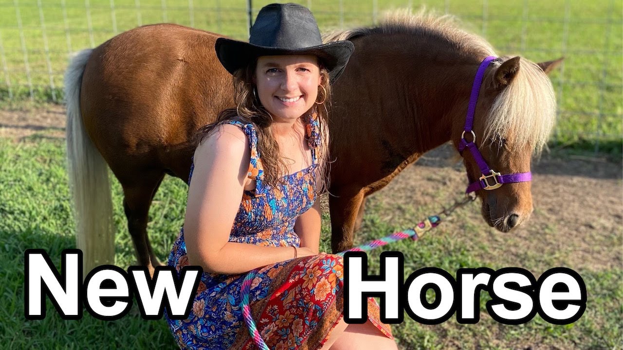Meet My New Miniature Horse YouTube