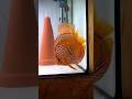Discus Breeding Pair. Blue Heckel x Red Ica X Curipera Heckel. Fry feeding. #fish #breeding #discus