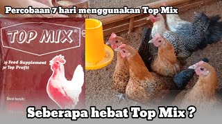 Seberapa Hebat Top Mix  || Premix untuk Ayam petelur