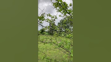 I think my mulberry tree may finally bear fruit this year