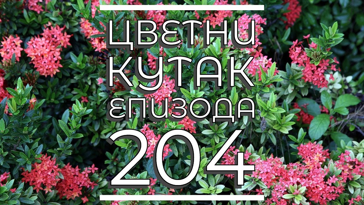 Cvetni kutak ep. 204 05.10.2023. Fotinija, Aeonium, močvarni hibiskus, Deliblatska peščara