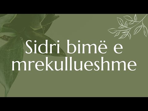 Video: Çfarë është sëmundja e plagëve në bimë?