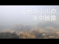 【水中映像】GoProを買ったので近所の小川に沈めてみました。