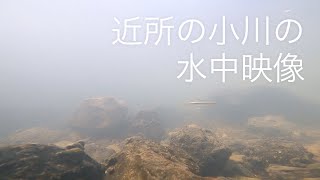 【水中映像】GoProを買ったので近所の小川に沈めてみました。
