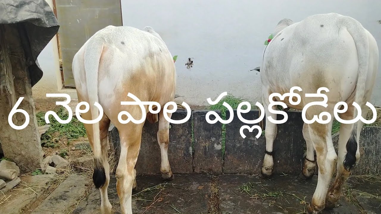 నంద్యాల జిల్లా బత్తులూరు గ్రామం పాల పల్లకోడేలు 6304953366