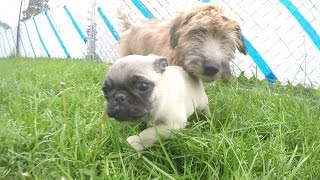 Puppies playing in the grass at Doggie Daycare by Adam & Tina's Puppy Love Doggie Daycare 476 views 7 years ago 1 minute, 47 seconds