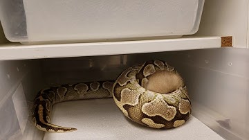 Lesser ball python LIVE FEEDING. WARNING GRAPHIC⛑