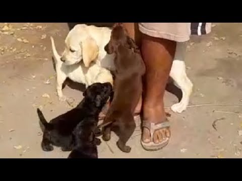 Home Breed Labrador Retriever Puppies At Kolkata WB l Rs 10000 & 8000 l Mob 8697721879,7980555855