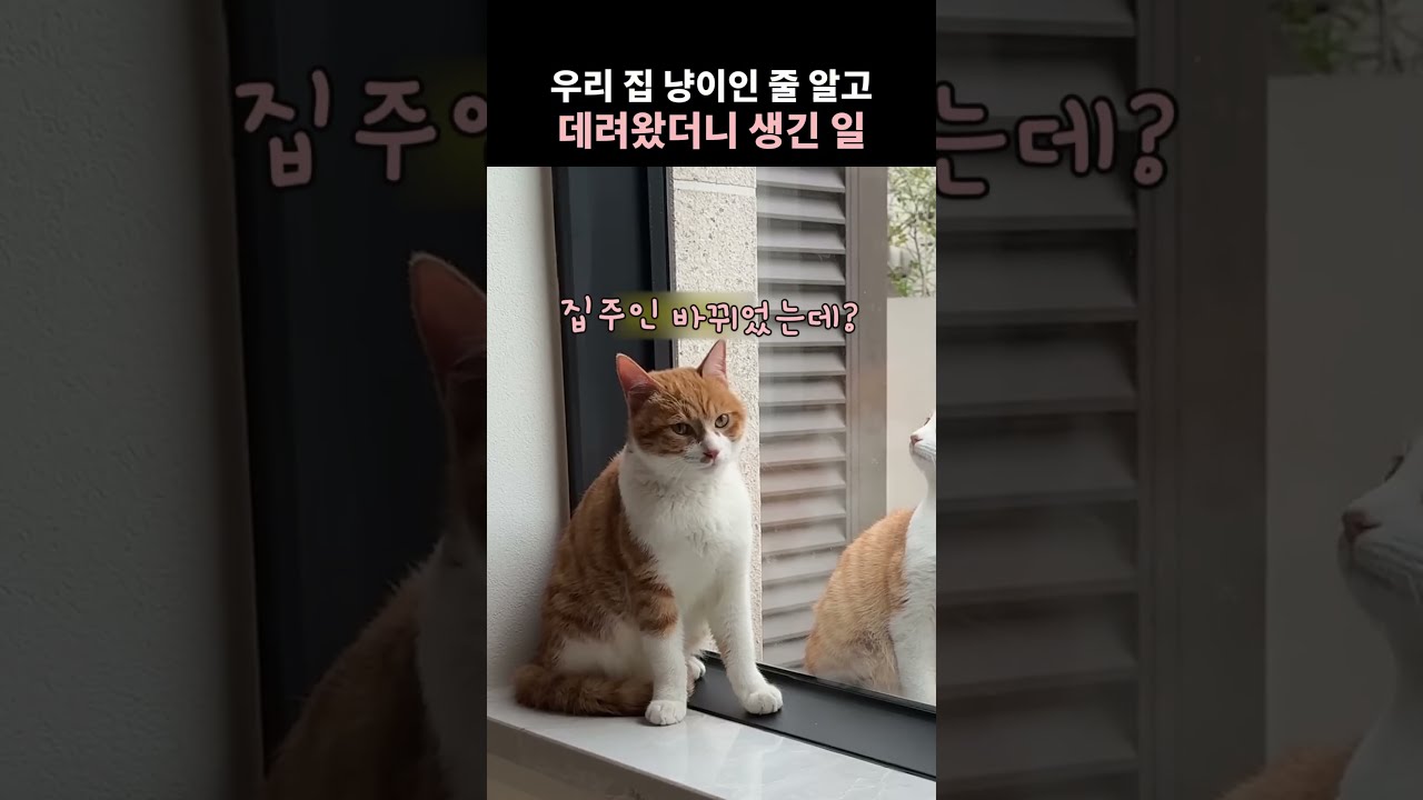 우리집 냥이인줄 알고 데려왔는데 생긴일