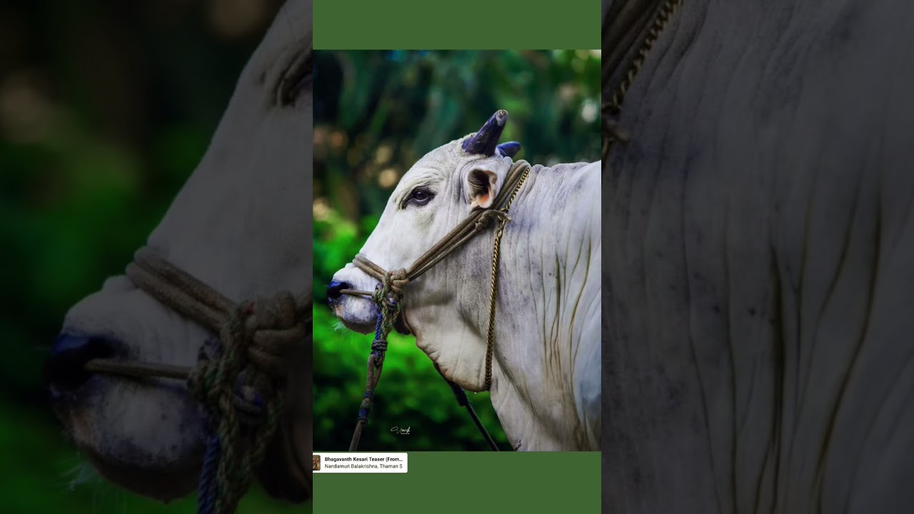 dvr memorial DHEERA 💥🤙🥵 