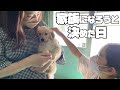 【出会い〜エピソード０】生後1ヶ月の愛犬と初めて会った日/家族になる前のお話