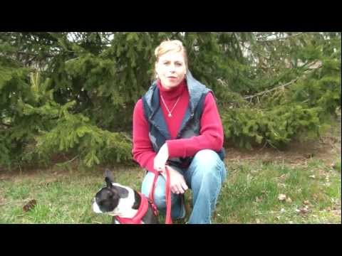 sit,-stay,-bark-&-play-in-asheville-nc-|-dog-training-|-dog-sitting-|-dog-walking