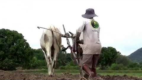 Mùa làm đồng trên ruộng bậc thang Tà Pạ đã bắt đâu khi có mưa  - Tri Tôn, An Giang 11/04/2019