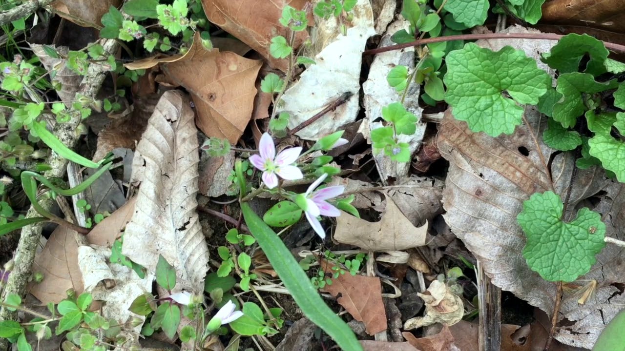 Spring Equinox Reflection 