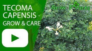 Tecoma Capensis - Grow & Care