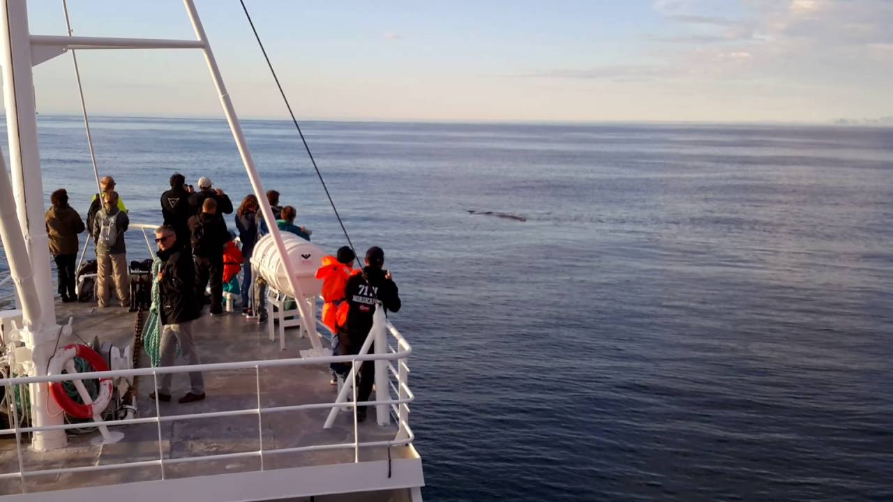 Midnight whalesafari - Whalesafari Andenes, MS Reine