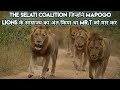 Story Of The Rise And Fall Of The Selati Lions Coalition in Hindi।