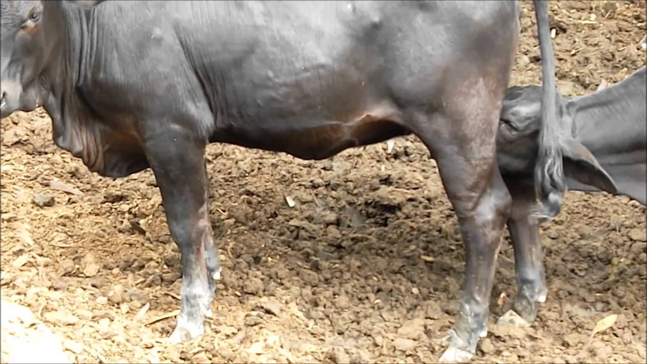 VENTA DE MACHOS Y HEMBRAS DE LEVANTE ANGUS x CEBU