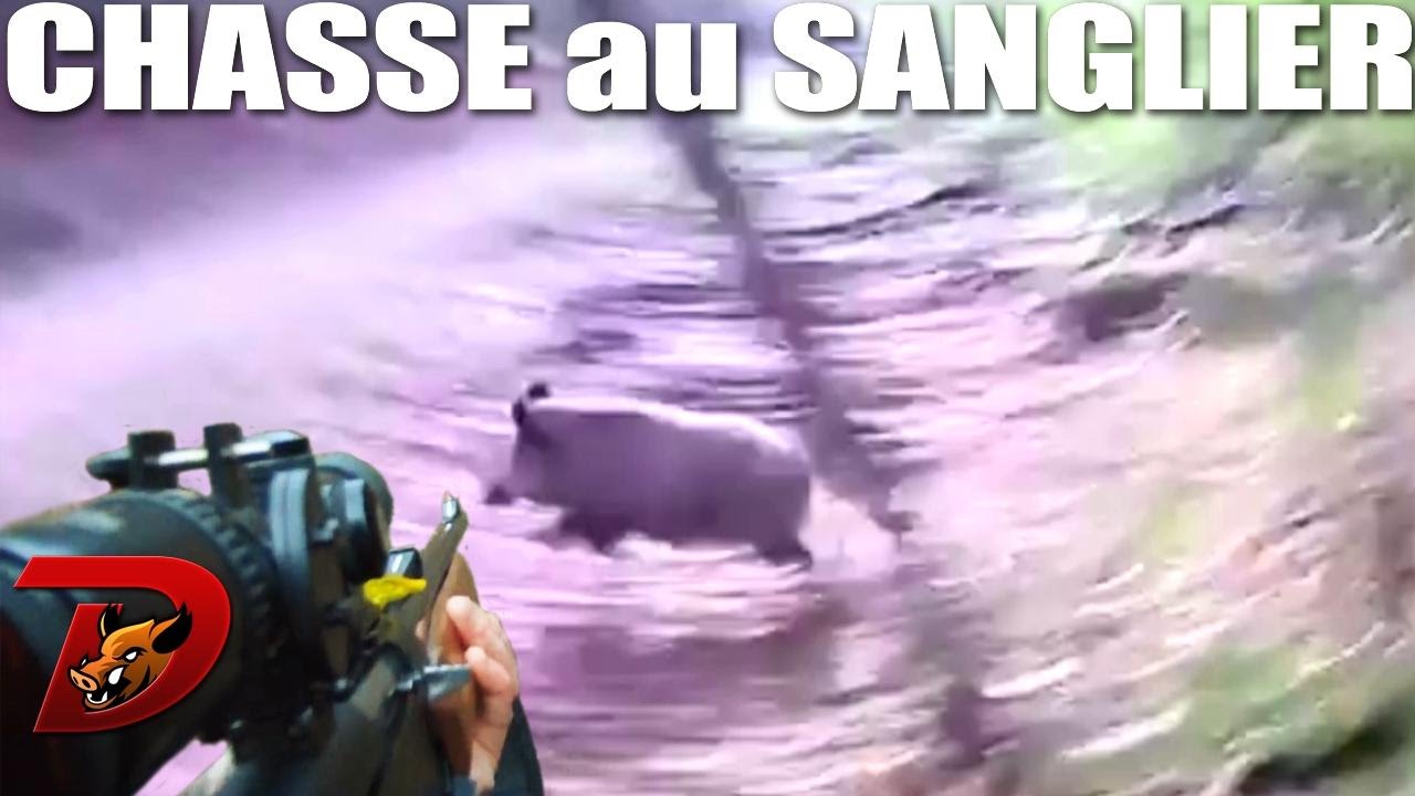 Chasse sangliers et cerfs saison 2014-2015 1ère partie