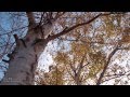 Maiko Horisawa - Rose Hill (Lyric Video)
