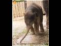 See! What this Small 🐘 is Doing | #shortstamil #tamilfacts