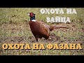 ОХОТА НА ЗАЙЦА.   ОХОТА НА ФАЗАНА.   ВТОРОЙ ДЕНЬ...