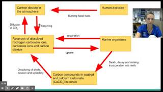 Nutrient Cycles in Marine Ecosystems