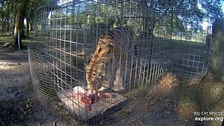 I can eat that -signed Jasmine tiger at Big Cat Rescue.