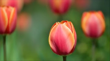 سورة آل عمران كاملة للقارء محمد المحيسني بصوت جميل جدا