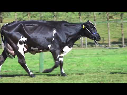 LOTE 58   SUELLEN FIV STORMY SANTA LUZIA   5107 CG