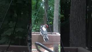 Female Cardinal and Woodpecker Eating Seeds at the feeder shorts