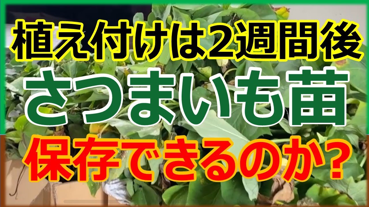 【値下げしました】サツマイモ切苗 すずほっくり 500本 What to do when you can't plant them? How to store sweet potato