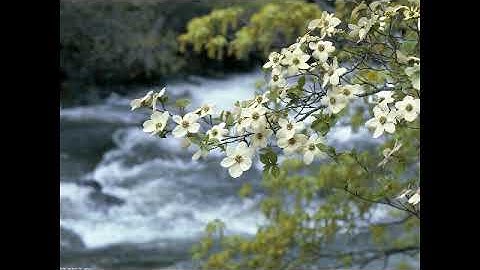 سورة ياسين بصوت القارئ هاني عبد الله