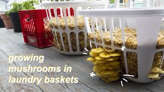 Making A Mushroom Container Garden | Growing Oyster Mushrooms In Laundry Baskets