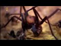 وثائقي مملكة النمل سبحان الله Documentary Of The Kingdom Of Ants 