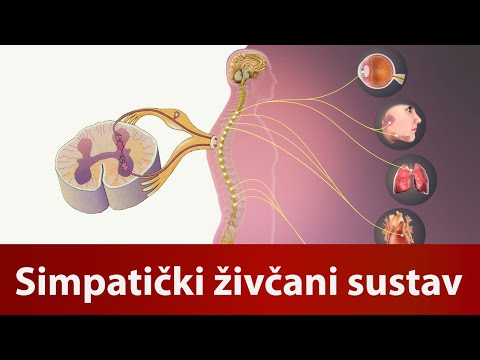 Simpatički živčani sustavDr#n5